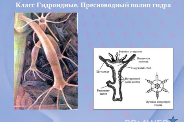 Kraken вход kraken torion