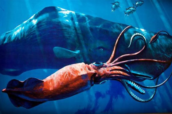 Kraken 19 at