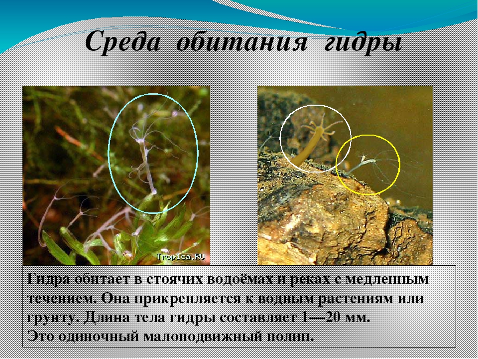 Войти даркнет