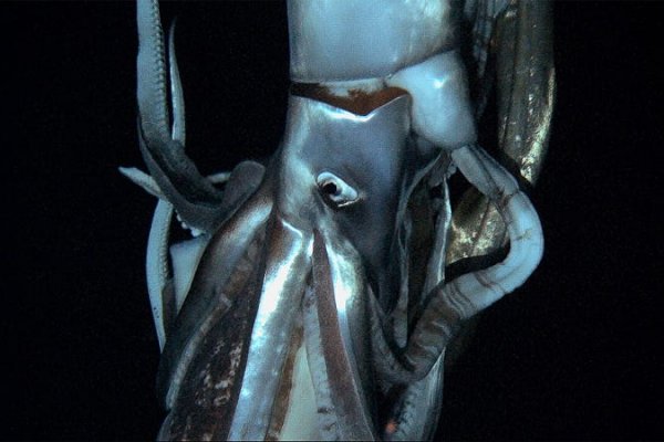 Kraken krn